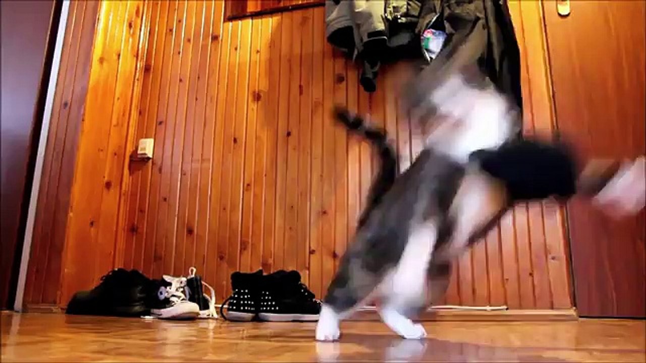 Коты они такие коты