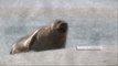 Phoque veau-marin (tour de France de la biodiversité 1/21)