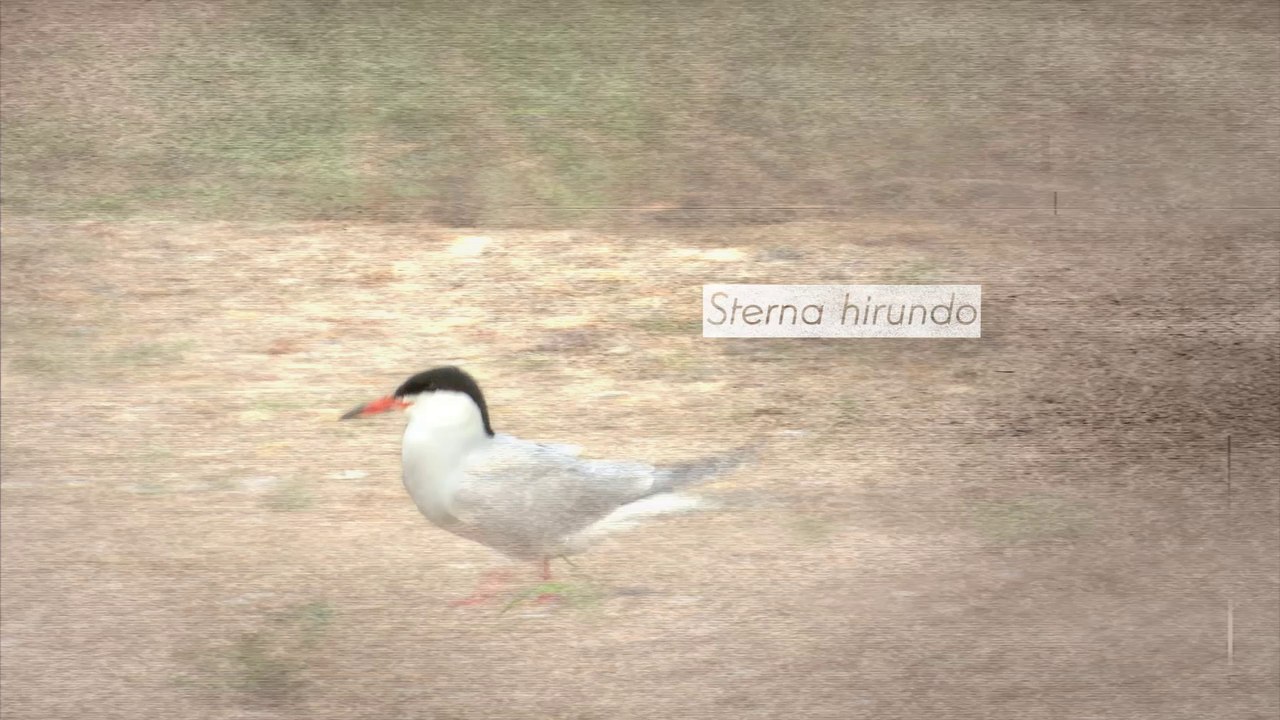 Sternes (tour de France de la biodiversité 3/21)