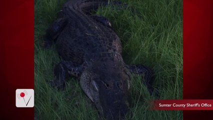 Another Florida Alligator Attack Sends Man To The Hospital