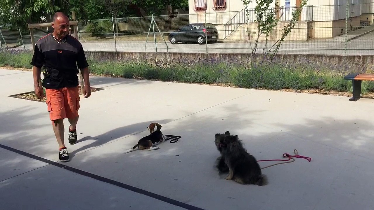 La ciotat éducation canine 13 83 travail de stabilisation toutoucool13