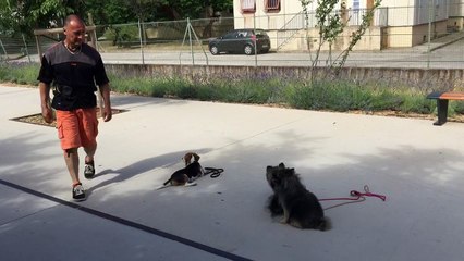 La ciotat éducation canine 13 83 travail de stabilisation toutoucool13
