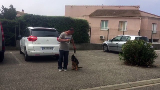 Education canine la ciotat 13 83 exercice de pas bouger toutoucool13