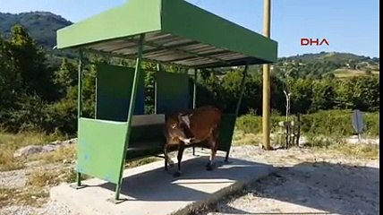 Düzce'de sıcak hava asfalt eritti