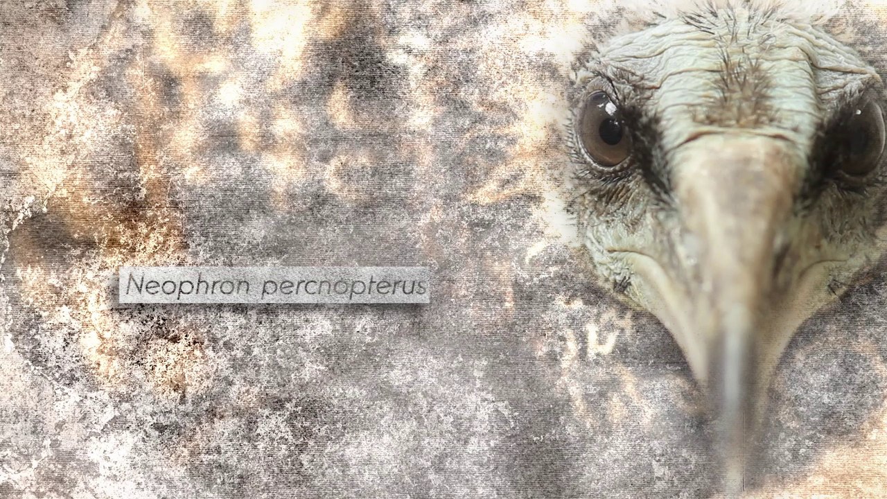 Vautour percnoptère (tour de France de la biodiversité 9/21)