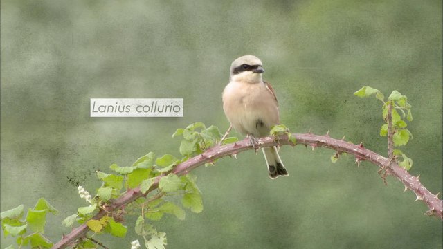 Pie-grièche écorcheur (tour de France de la biodiversité 12/21)
