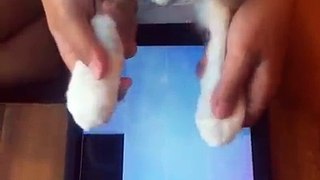 Cat playing piano tiles very beautiful video