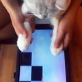 Cat playing piano tiles very beautiful video