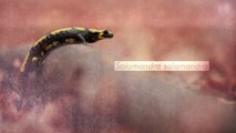 Salamandre tachetée (tour de France de la biodiversité 15/21)