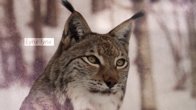 Lynx boréal (tour de France de la biodiversité 16/21)
