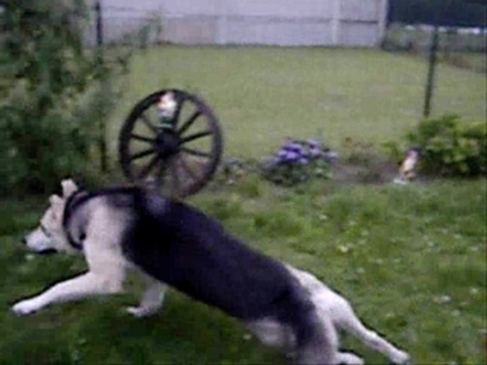 husky