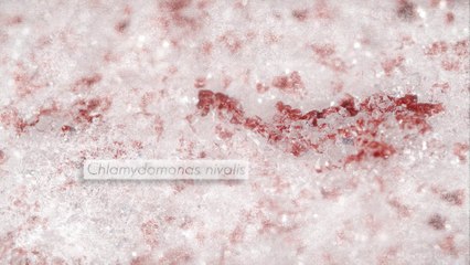 Algue des neiges (tour de France de la biodiversité 20/21)