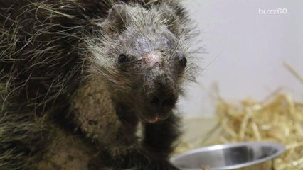 Porcupine Who Lost His Quills Goes Back Home