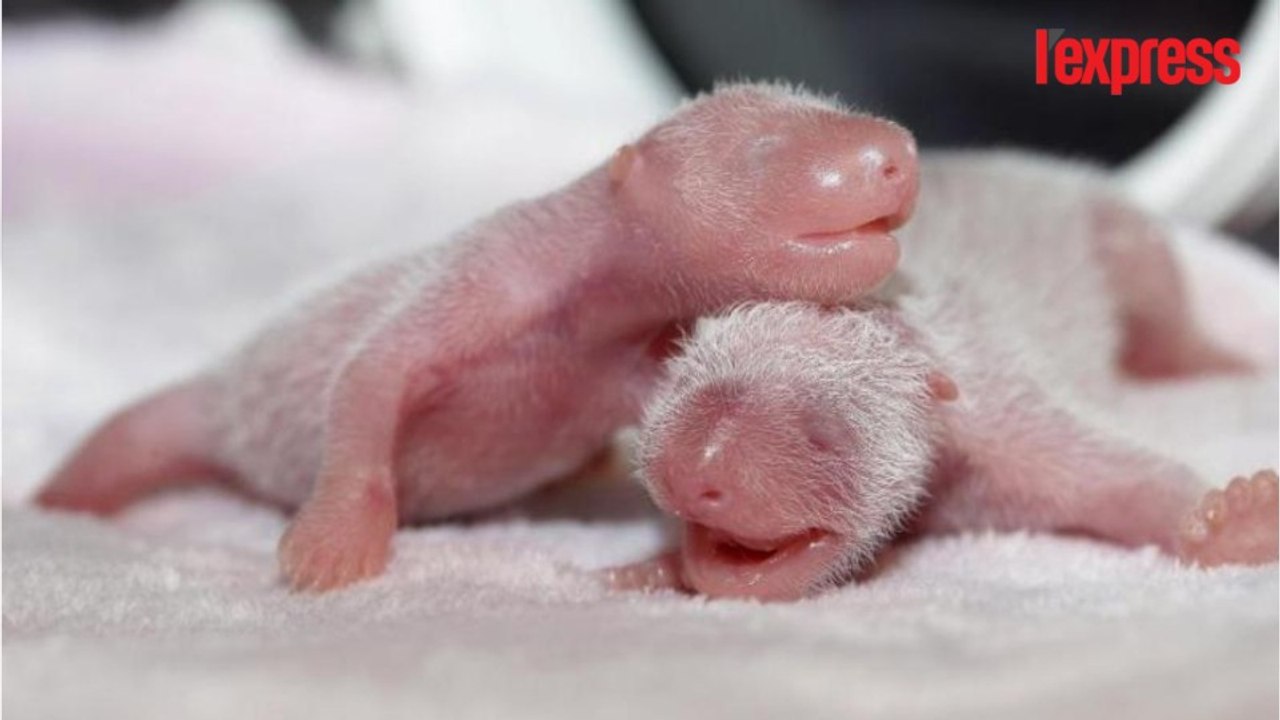 Chine: une mère panda donne naissance à deux jumelles