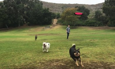 Elle se fait assommer par son chien qui joue au frisbee !