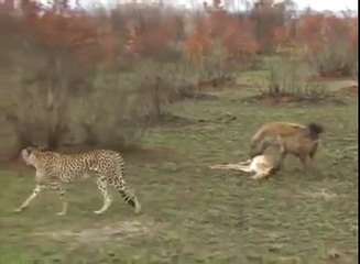 The gazelle pretends to be dead and then ... RUN AWAY