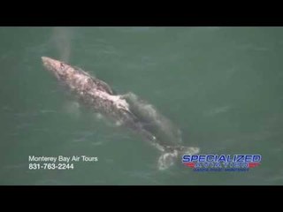 Blue Whales Swimming in Monterey Bay, California