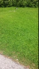 Birds fighting animal fight