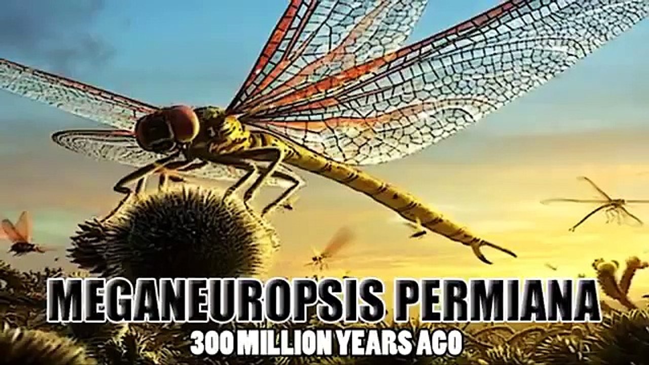 Top ten biggest animals in the world