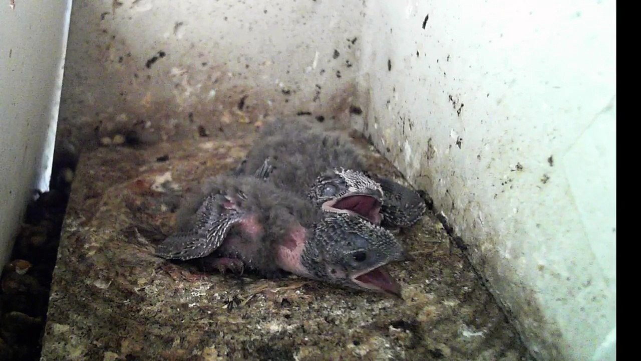 Mauersegler Nestcam 2016.19 - 22. Juni - Es ist heiss