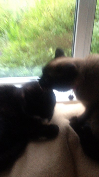 why are they so cute