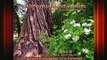 READ book  California Redwoods 2013 Calendar Full Free