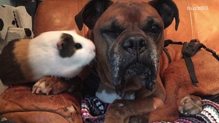 Unlikely Friendship Forms Between Wheelchair Bound Dog and Guinea Pig