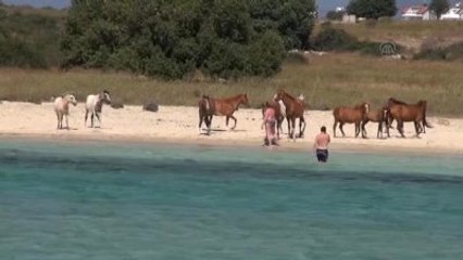 Denize Giren Atlar Turistlerin İlgi Odağı Oldu - Aydın