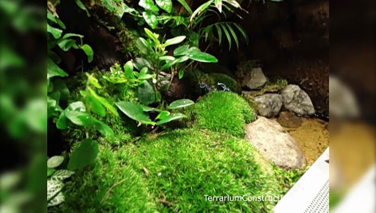 Grenouille dendrobate auratus bleues