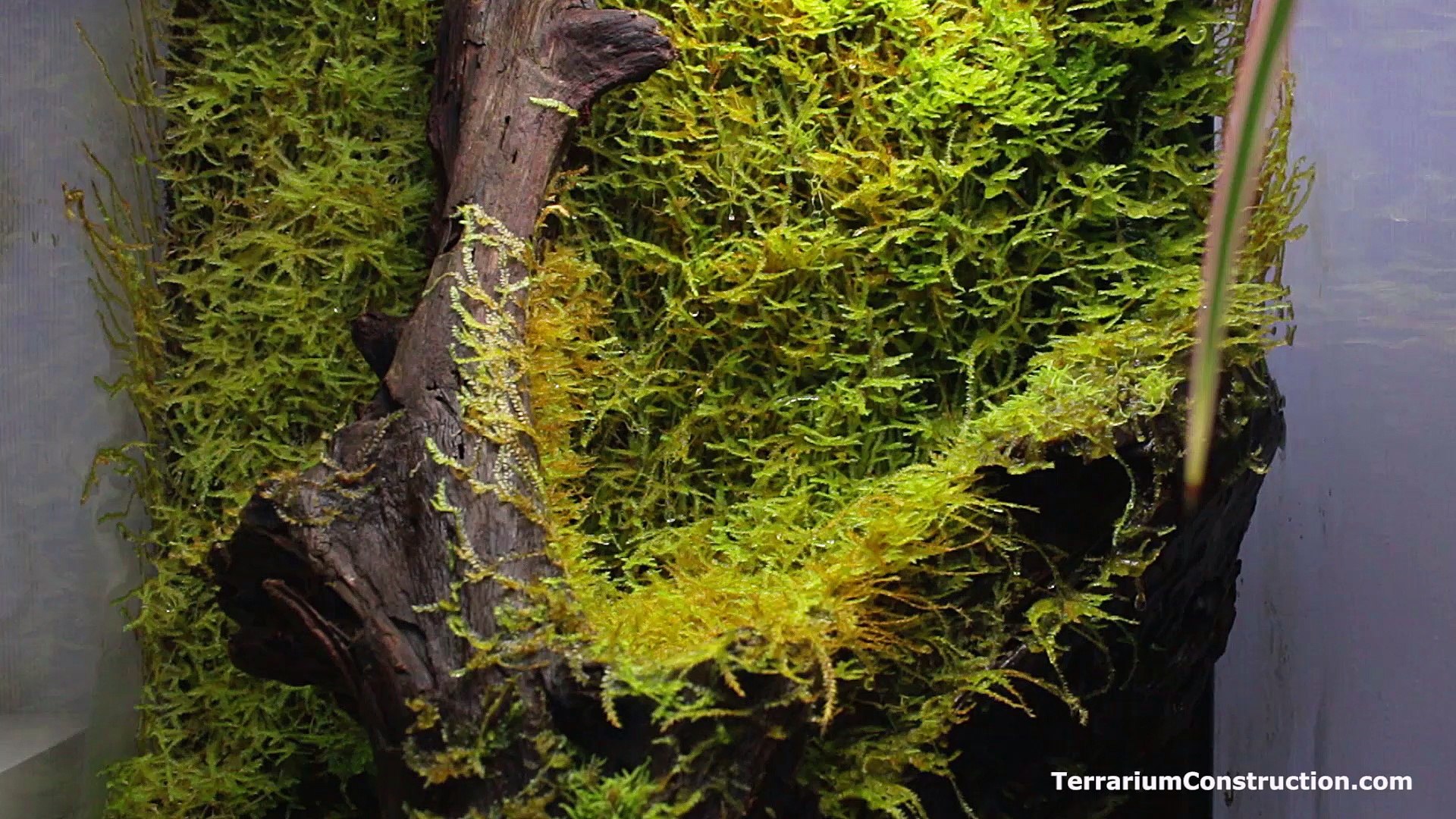 Terrarium tropical avec Epiweb et mousse - Vidéo Dailymotion