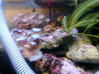 Acuario Marino  23 galones ocellaris!