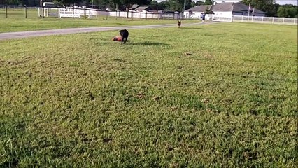 Jett chases RC truck