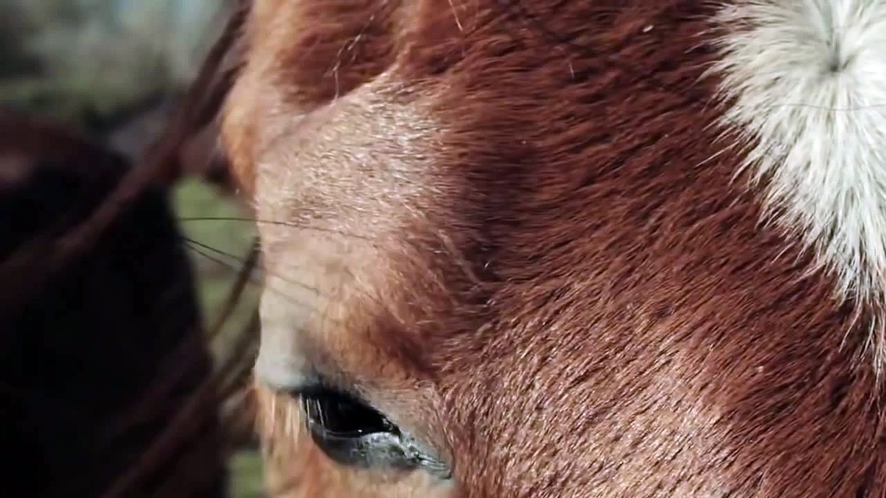 Campo de Flamingos sem Flamingos Trailer Oficial (2014) HD