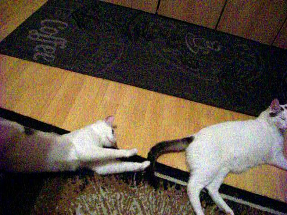 Harvey und Vinzent am 22.06.2016