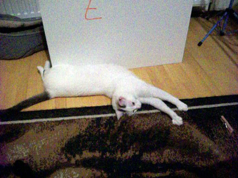 Harvey und Vinzent am 21.06.2016