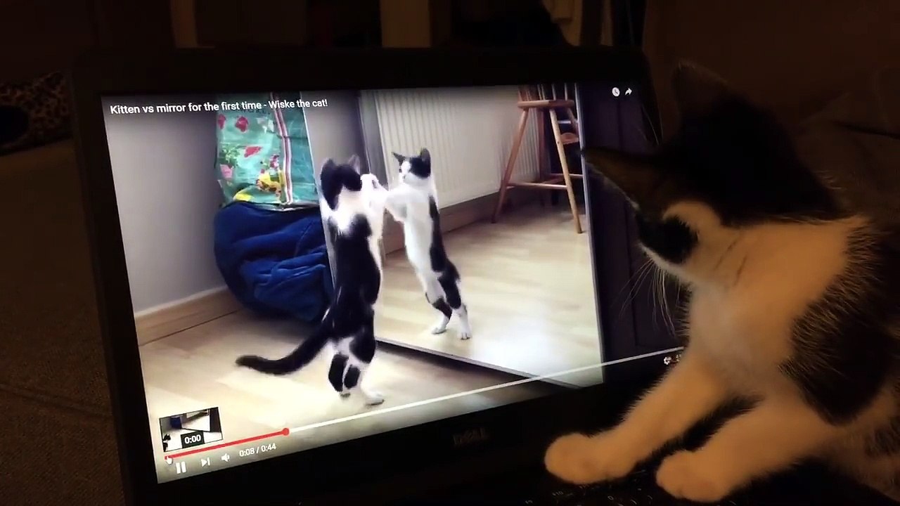 Kitten sees herself fighting herself in the mirror