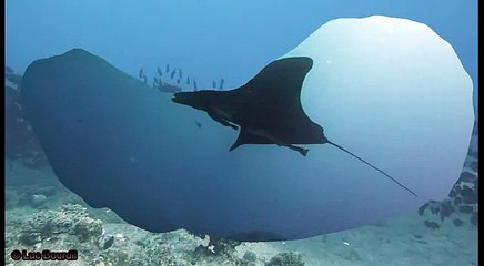 12-05-28 Plongee Boulari