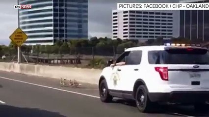 Gaggle of baby geese take the high road