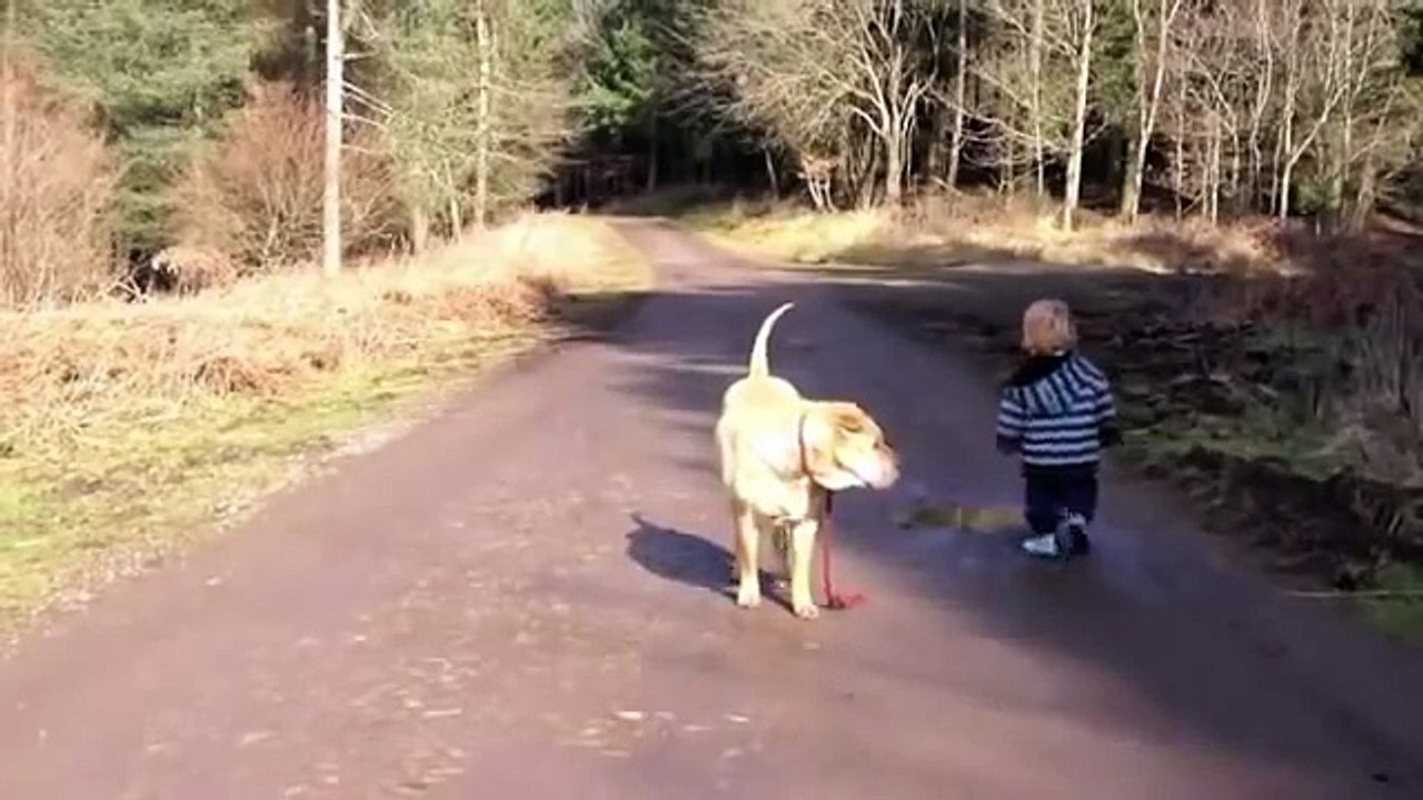 Very Funny - Cute Baby Takes Dog For A Walk - Kind führt Hund Gassi - Dog Waits For Kid