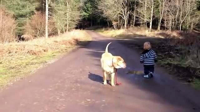 Very Funny - Cute Baby Takes Dog For A Walk - Kind führt Hund Gassi - Dog Waits For Kid