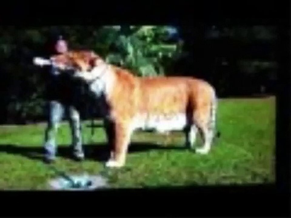 The World`s Biggest Animal`s 3