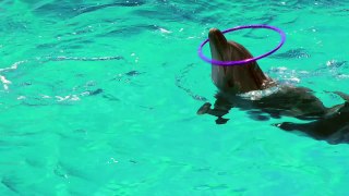 SOS Delfines - FAADA (versión 25