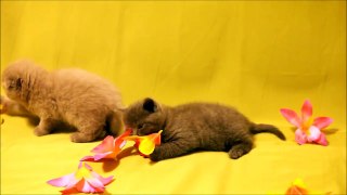 Шотландские котята лилового и голубого окрасов. Продажа!  www.grey-cats.ru 8(926)993-70-25