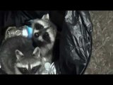 Adorable Raccoons Caught Rummaging in Trash Can