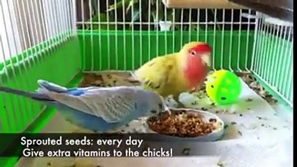 love bird Badgri brids breead infromation small cage