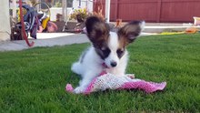 Papillon