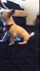 Puppy's First Command Lessons