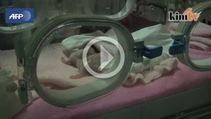 Panda lahirkan kembar di China