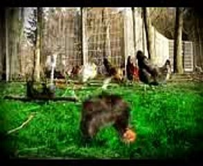 hens playing football