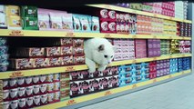 Quand des chats font leurs courses dans un supermarché Netto